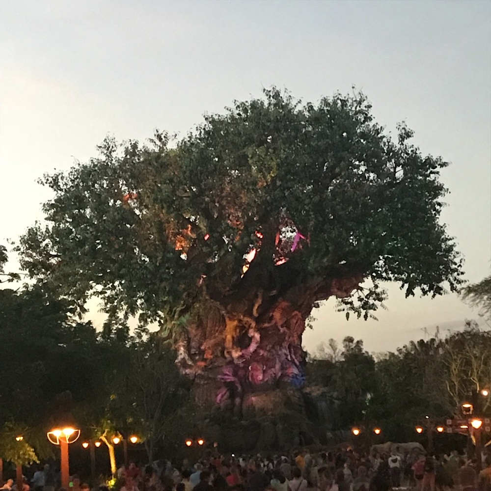 Meet your Posher, Shelby